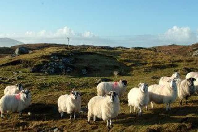 Report examines how crofters can be helped