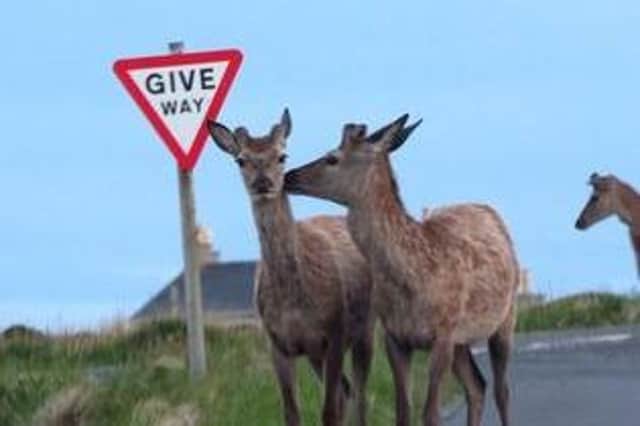 At a crossroads: Deer are now common-place round houses and road sides, with calls for concerted control efforts. Pic: Ali Finlayson.