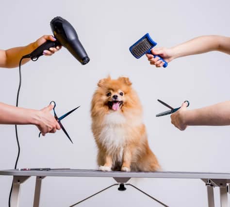 Grooming your dog can bring you closer to your pet (photo: Adobe)