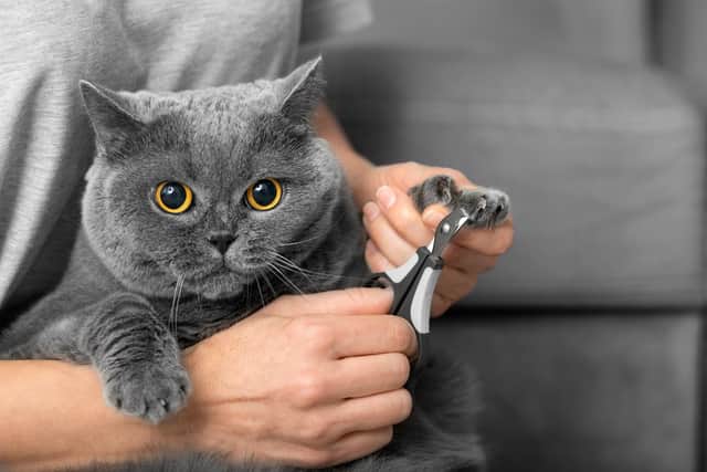 Learn how to groom your pet at home (photo: Adobe)