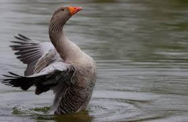 The Comhairle day they've dealt with many issues, including Greylag Geese