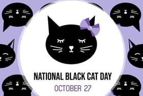 In celebration of the black cat - National Black Cat Day (photo: Adobe)