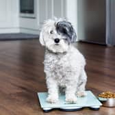 Make sure your pet maintains a healthy weight (photo: Adobe)