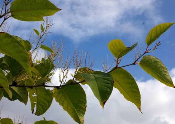 A Generic Photo of Japanese knotweed. See PA Feature HOMES Homes Column. Picture credit should read: PA Photo/thinkstockphotos. WARNING: This picture must only be used to accompany PA Feature HOMES Homes Column.