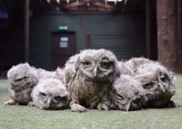 The owl chicks at the Scottish Owl Centre