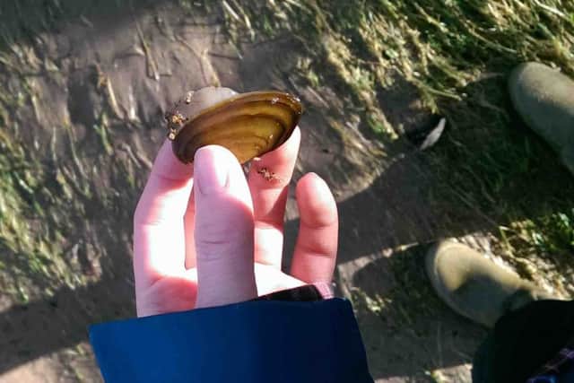 A juvenile freshwater pearl mussel which was returned to the River Dee. (Picture by Annie Espie.)
