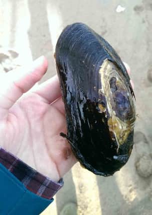 One of the adult mussels left stranded after floodwater receded on the River Dee. (Picture by Annie Espie.)