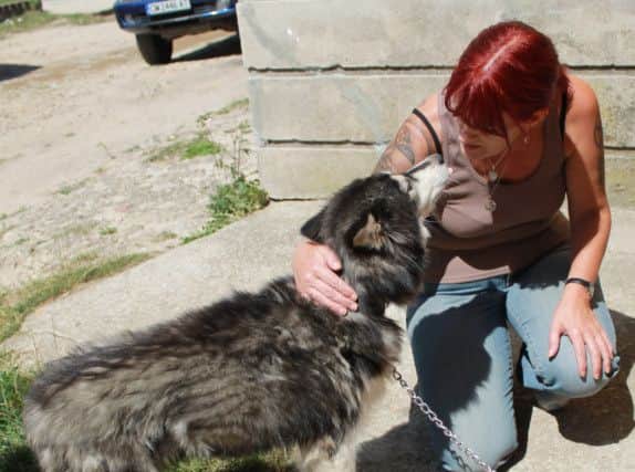 Diane Rowles
 makes friends with another abandoned stray.