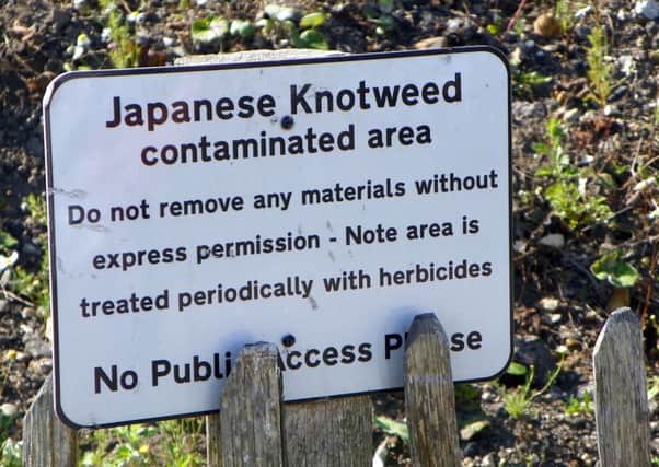 Japanese knotweed is already starting to break through. Picture: Peter O'Connor