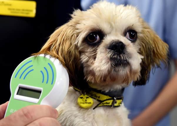 Dog gets scanned for a chip. Picture: Lisa Ferguson