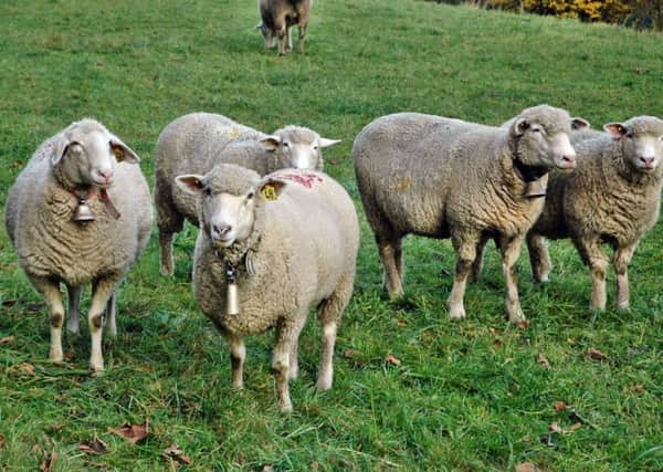 A new police campaign has been launched which is aimed at protecting livestock.