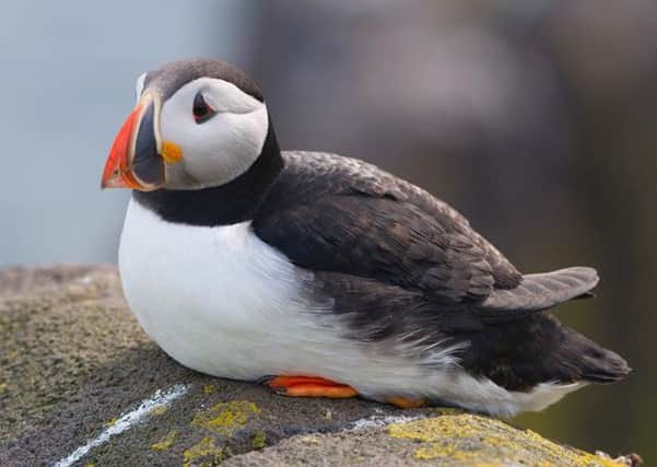 It is hoped that the number of seabirds in Scotland - including puffins - will increase.