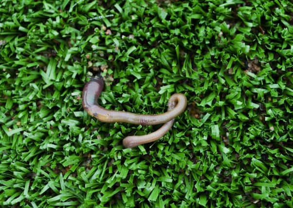 Worms, woodlice, spiders, beetles, ants and earwigs are all more abundant near shrubs or trees than they are in open soil, according to the results of  the 'What's Under Your Feet' project.