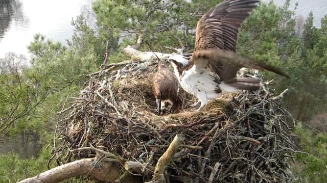 The ospreys in their nest at Loch of the Lowes
