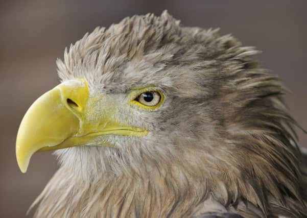 A captive white-tailed eagle (Haliaeetus albicilla).Â©Lorne Gill/SNH