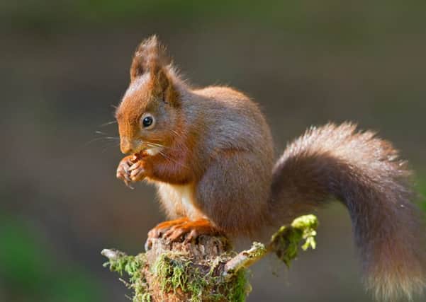 Could the red squirrel emerge as this years victor?