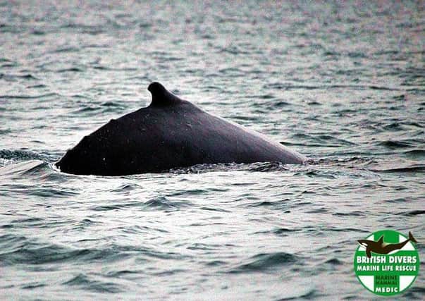 The whale was spotted at Loch Roag but after investigation it was found  that the animal was not in distress. 
Picture by Noel Hawkins.