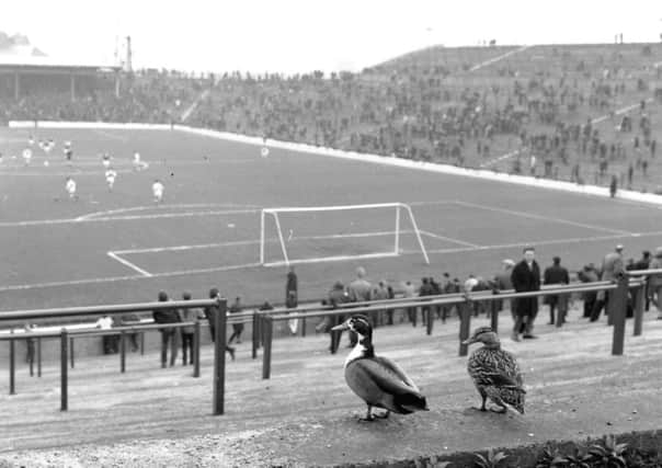 Two ducks taking in a match in May 1966. Picture: TSPL