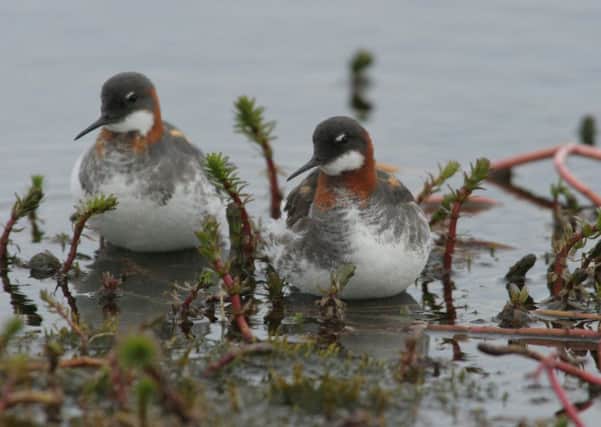 Red necked phalarope pair. Picture by Cliff Reddick