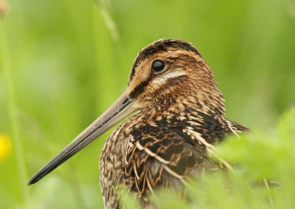A young Snipe. Photo by Cliff Reddick.