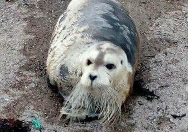 The Bearded Seal in Harris. Photo by Gordon MacDonald via BDMLR