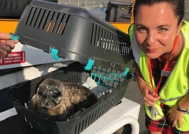 Loganair cabin crew member Elaine McWilliams gets the baby seal ready for her first flight.