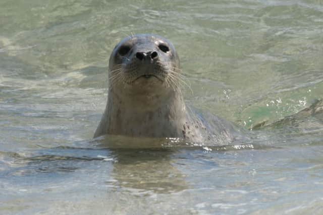 Common seal, Cliff Reddick