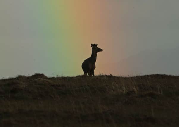 Red Deer and Rainbow by Cliff Reddick