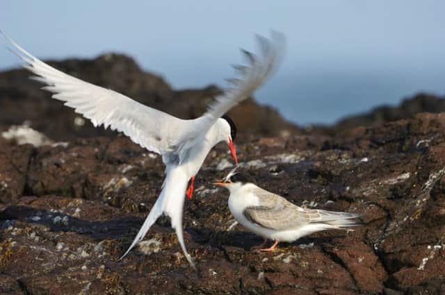Arctic tern (Sterna paradisadea) feeding a sandeel to its newly fledged chick. All images courtesy of Scottish Natural Heritage