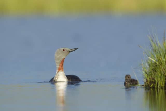 Red-throated diver Gavia stellata, adult and young chick. Â©Mark Hamblin/2020VISION