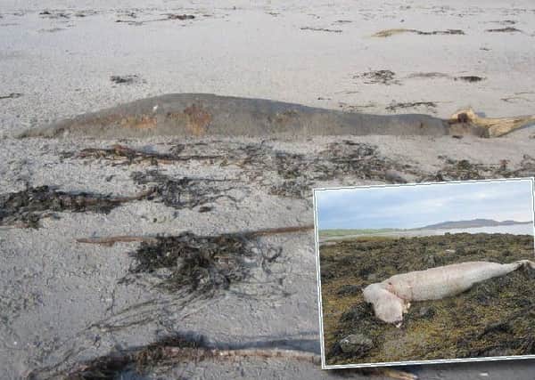A Cuviers beaked whale found half buried in the sand at Drimsdale, South Uist on August 19th. Inset: This animal was found on the rocks at Kyles Paible, North Uist on September 4th.