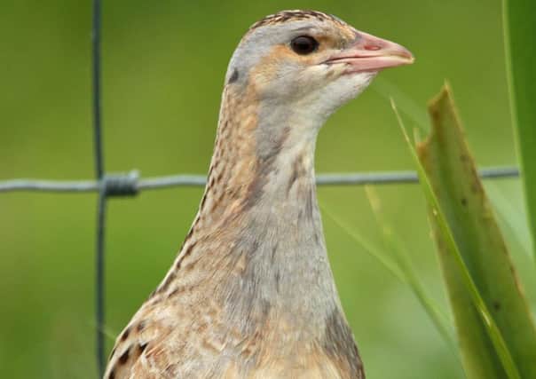 Better news about the Islands' Corncrake population. Picture by Cliff Reddick RSPB.