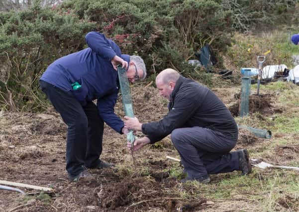 The mornings first tree was planted together by the chairs of Point and Sandwick Trust and Stornoway Trust. In this picture (above), PST chair Norman Mackenzie is on the left and Stornoway Trust chair Norman A Maciver on the right.