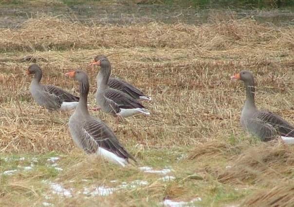 Concerns were raised about damage to grass and crops from geese.