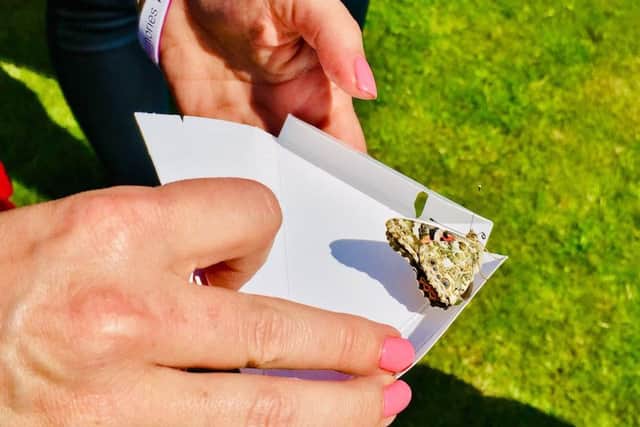 One of the Painted Lady Butterflies being released. They are bred by an award winning entomologist in sterile conditions and do not interfere with native species as they are  migratory.