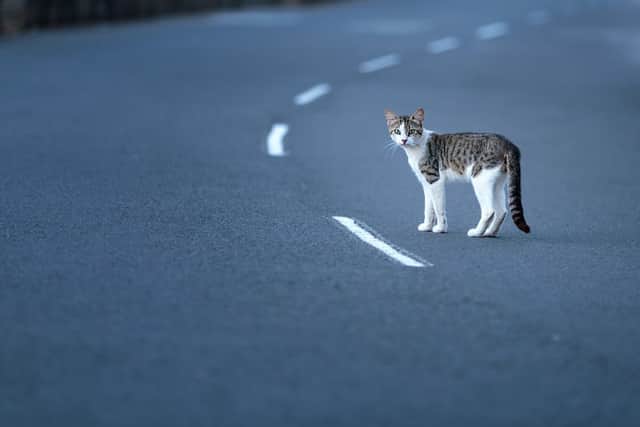 Cats are more likely to be killed on the roads than dogs (Photo: Shutterstock)